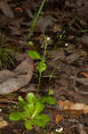 Seaside brookweed <BR>Water pimpernel